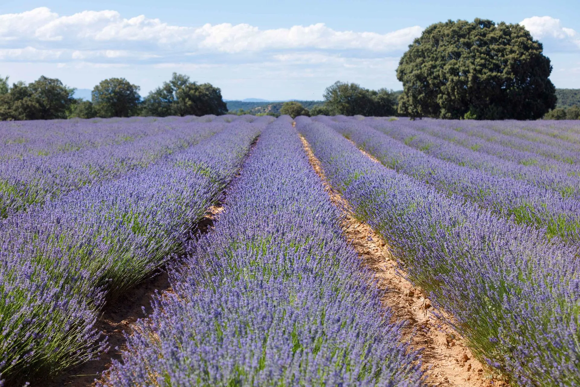 campos de lavanda de Brihuega campos de lavanda de Brihuega 2