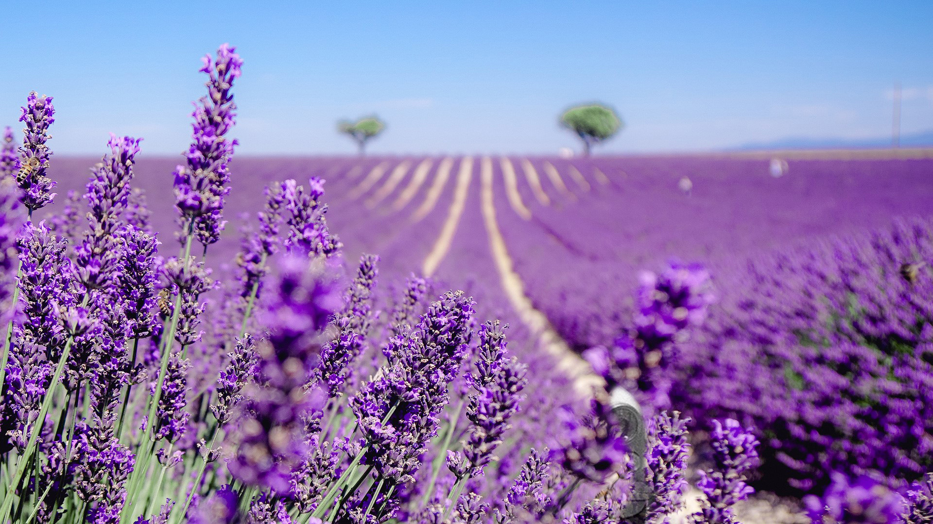 Ruta por los campos de lavanda de Brihuega en autocaravana: guía y consejos